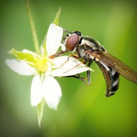 /album/vestidos-de-novia/photolia-a02-jpg/