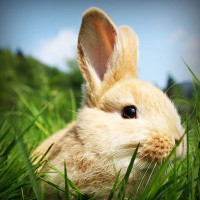 /album/vestidos-de-novia/photolia-a03-jpg/