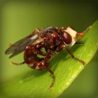 /album/vestidos-de-novia/photolia-a06-jpg/